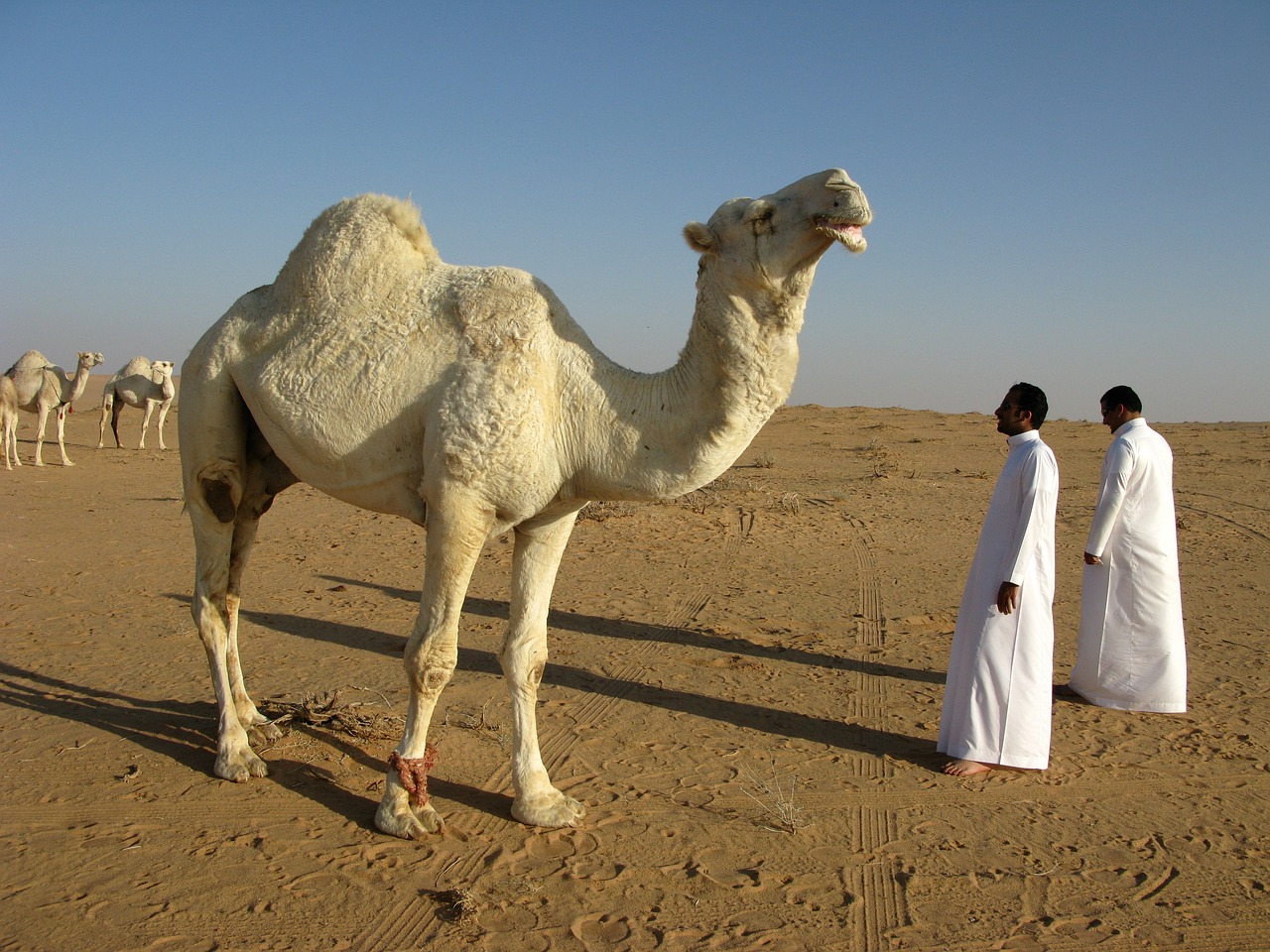 Top Desert Safari Experiences in Riyadh