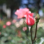 Things to Do in Taif: A Complete Travel Guide