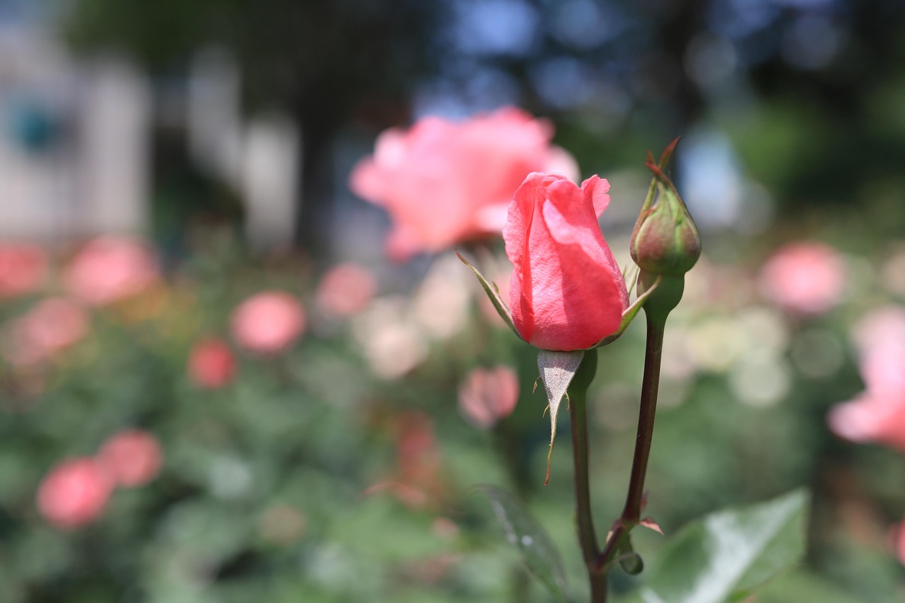 Things to Do in Taif: A Complete Travel Guide